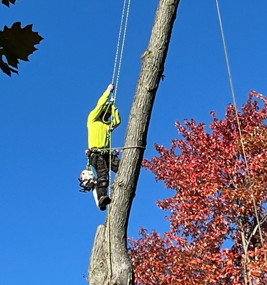 Arborist climbing a tree trunk with ropes during a removal