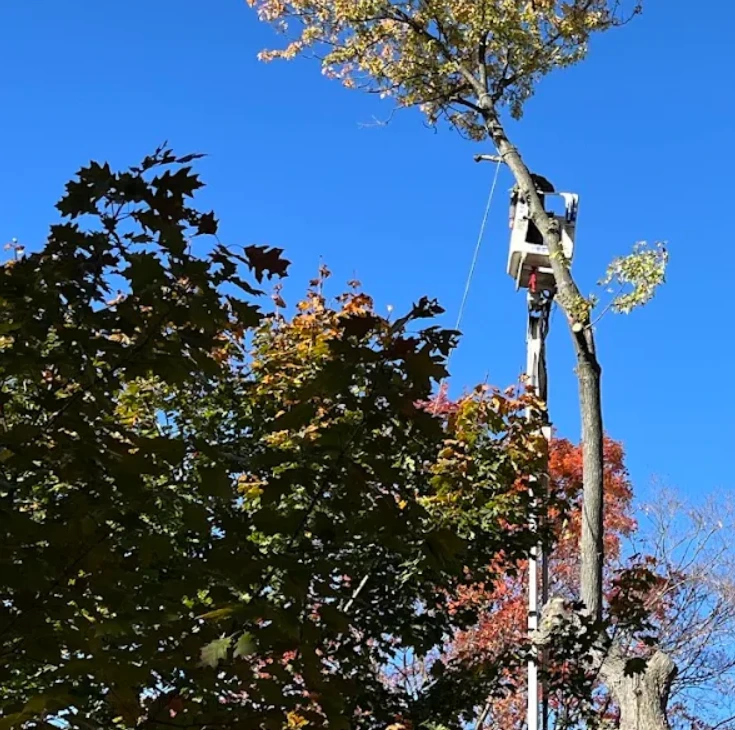 Bucket truck positioned at the top of a tall tree during removal
