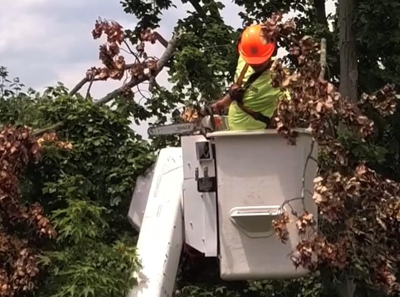 Tree worker in a bucket truck trimming branches with a chainsaw
