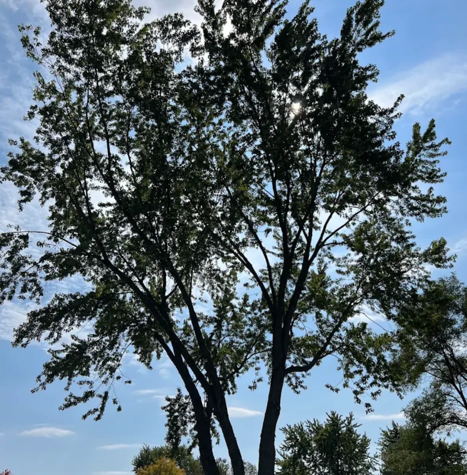 Healthy mature tree canopy against a blue sky
