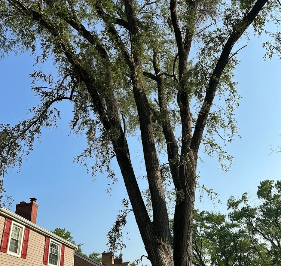 Large mature tree with long limbs extending over a house