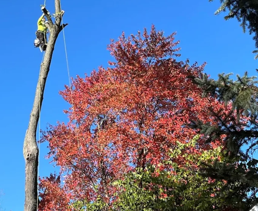 Tree climber at the top of a trunk removing a tree in sections