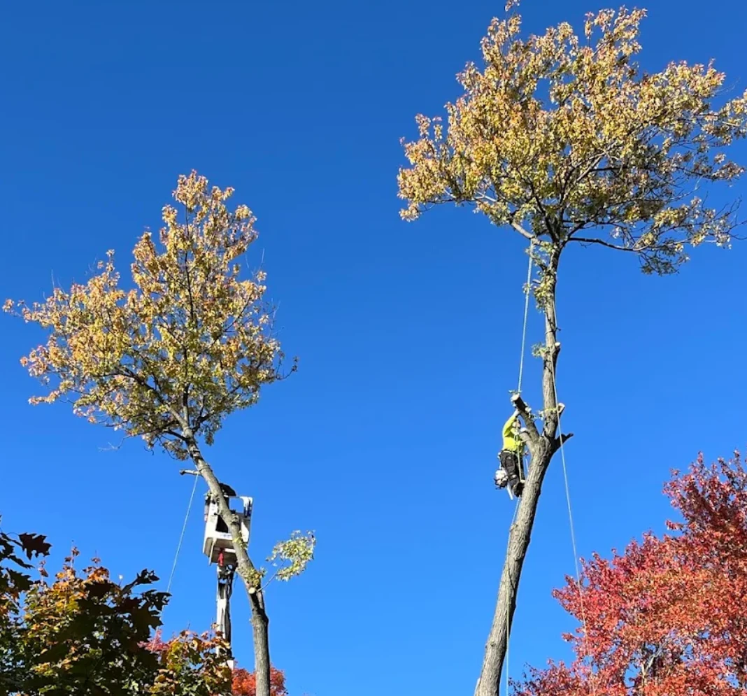Tree crew taking down two tall trees with a climber and a bucket truck