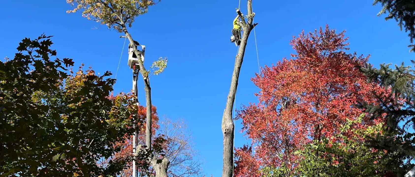 Climber and bucket truck operator removing two tall trees